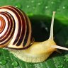 Goopy Snail